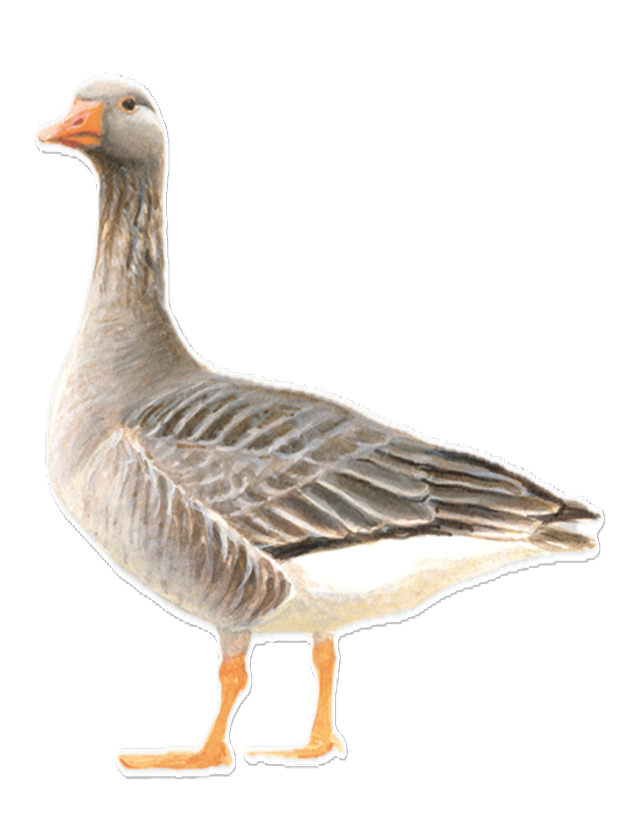 Foto Grauwe gans